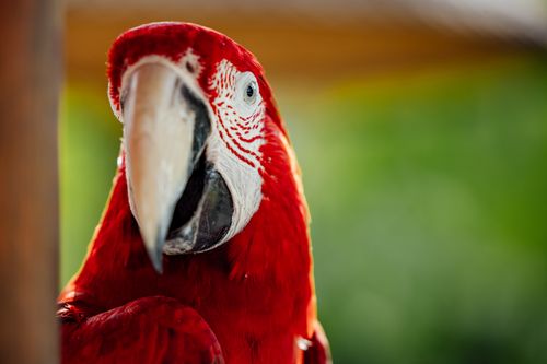 Free Close-up of a scarlet macaw with vibrant plumage and vivid green background. Stock Photo