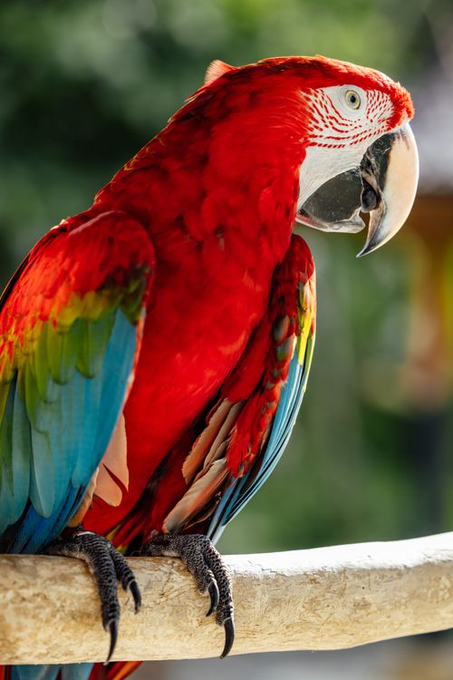 Free Close-up of a colorful scarlet macaw perched on a branch, showcasing vivid feathers. Stock Photo