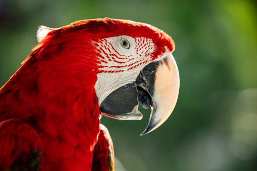 Red Yellow and White Parrot