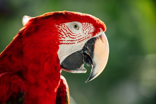 Free Vibrant scarlet macaw bird in detailed close-up showcasing its colorful plumage and striking beak. Stock Photo