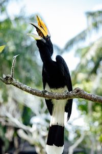 A hornbill, the bird after which Nagaland's flagship festival is named