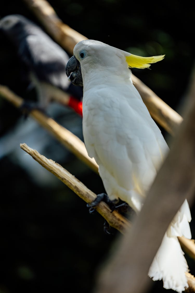 Cockatoo Perching On Branch