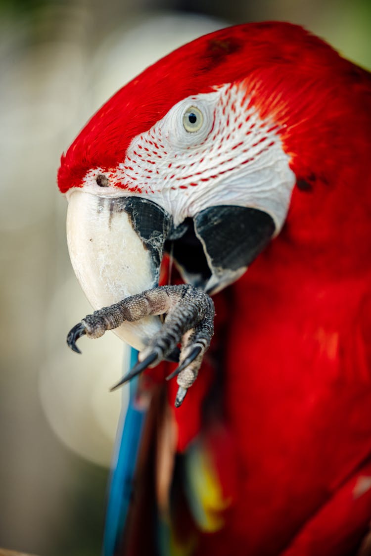 A Scarlet Macaw Bird