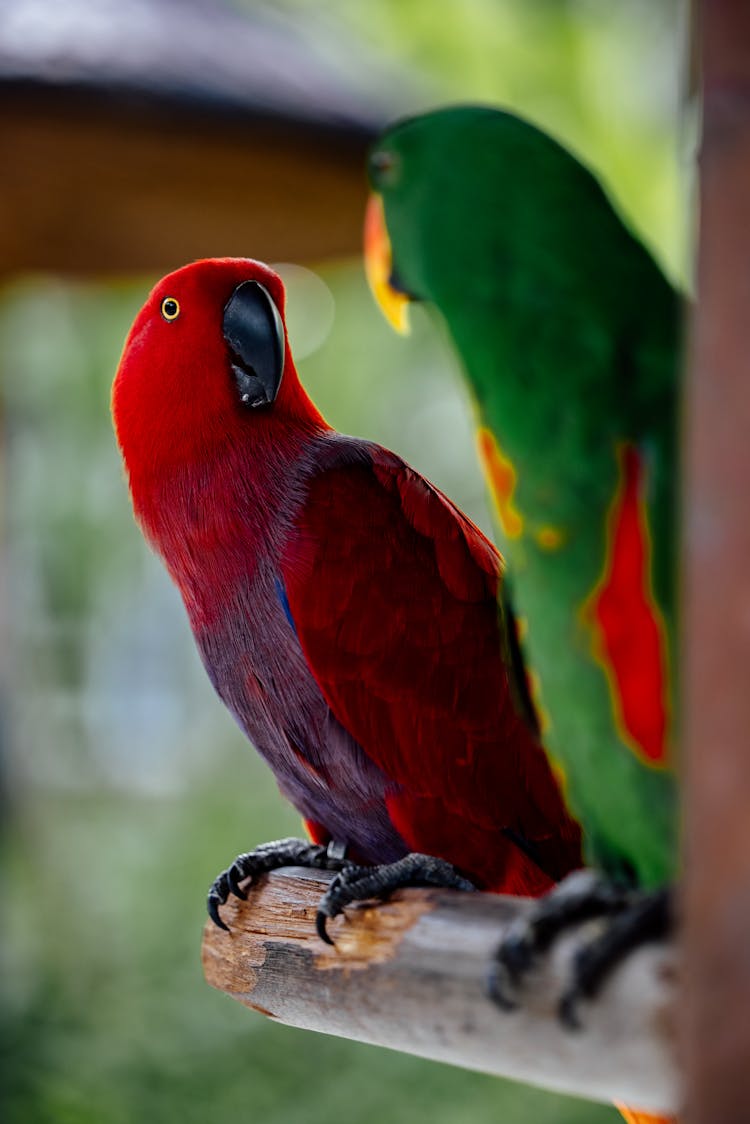 Couple Of Eclectus Parrots