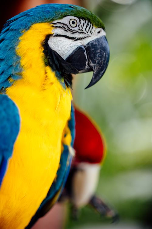 Free Close-up of a blue-and-yellow macaw, showcasing vibrant colors and intricate feather patterns. Stock Photo