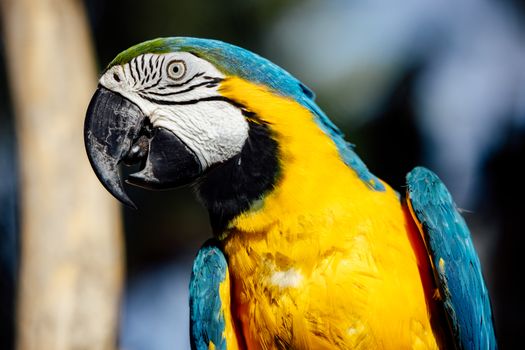 Free stock photo of animal, avian, aviary
