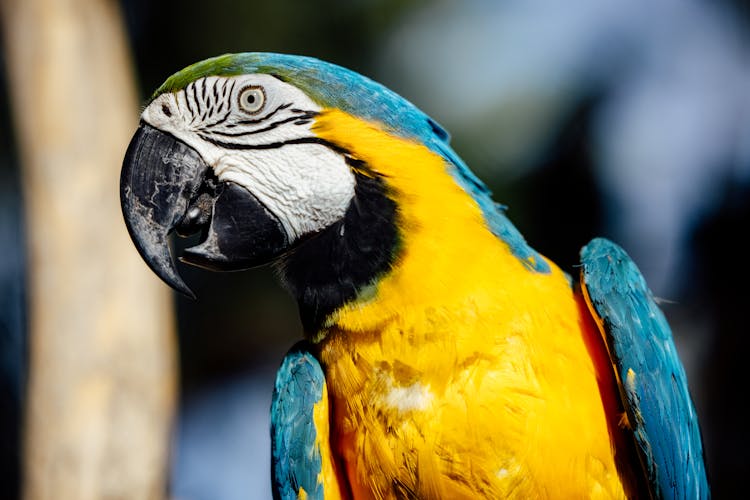 A Blue And Gold Macaw Bird