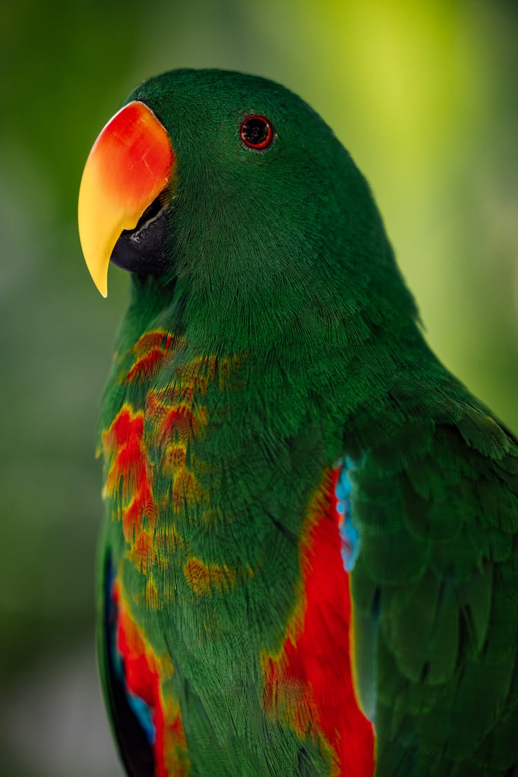 Great Billed Parrot In Close-up Photography