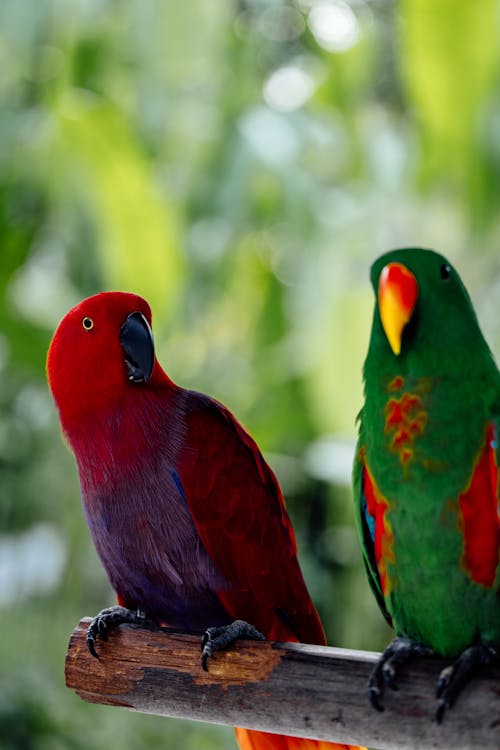 Parrots on a Branch 