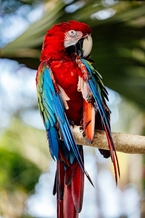 Colorful Macaw in a Aviary