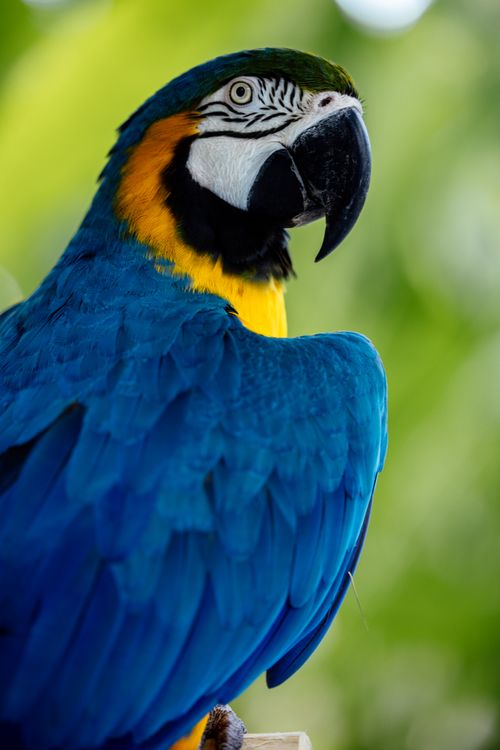 Free Close-up portrait of a colorful blue and gold macaw with lush greenery background. Stock Photo