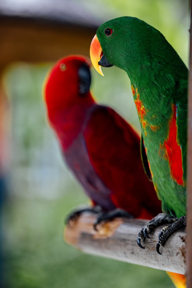 Colorful Parrots In The Zoo