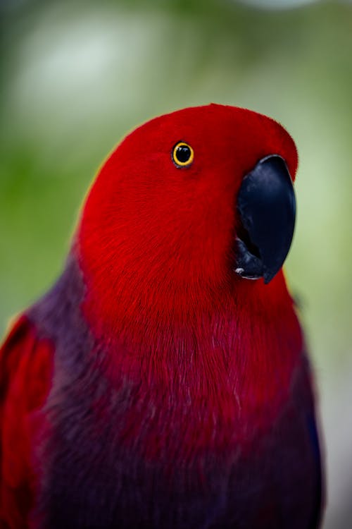 Close-up of a Red Parrot 