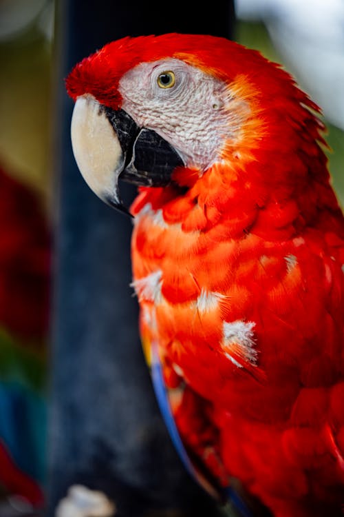 Amerika papağanı, dikey atış, doğa içeren Ücretsiz stok fotoğraf