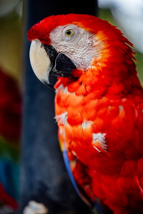 Free Close-up of a vibrant scarlet macaw, showcasing vivid red feathers and natural beauty. Stock Photo