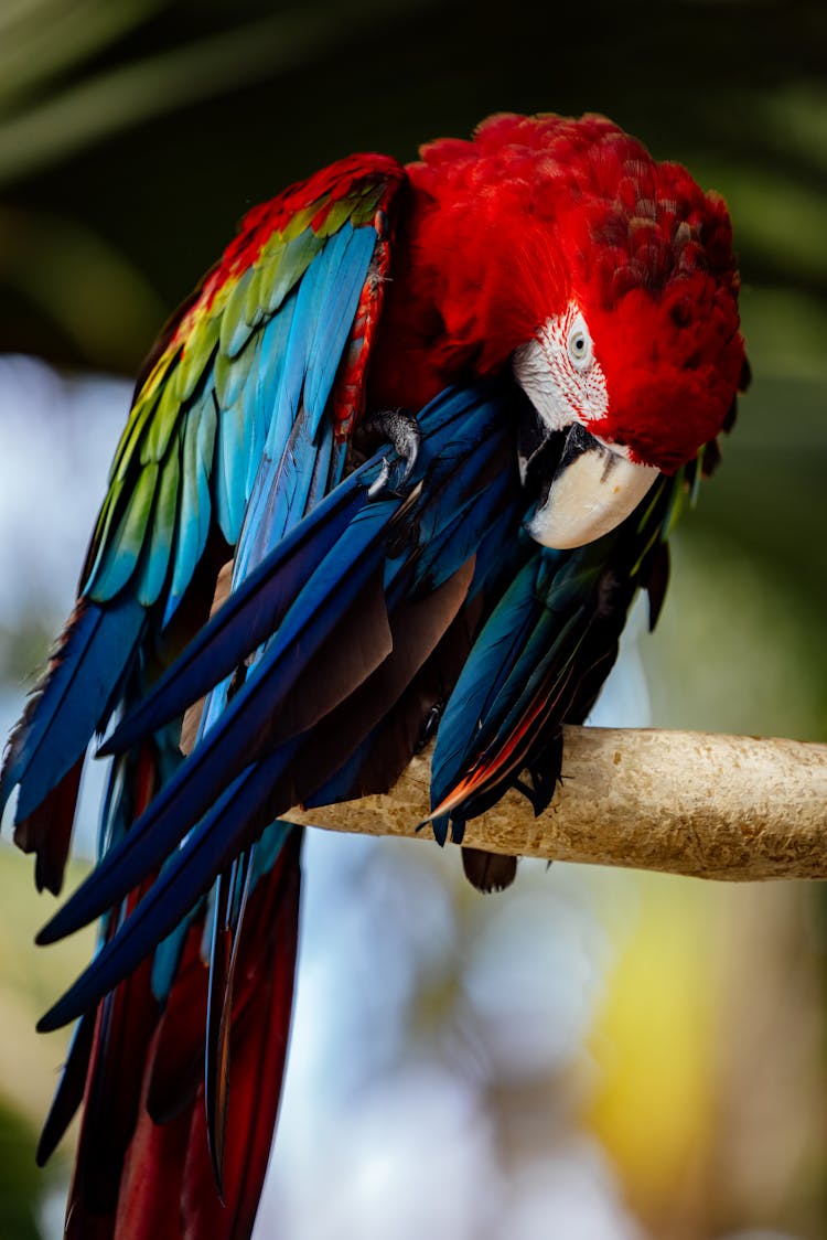 Exotic Parrot Sitting In Nature