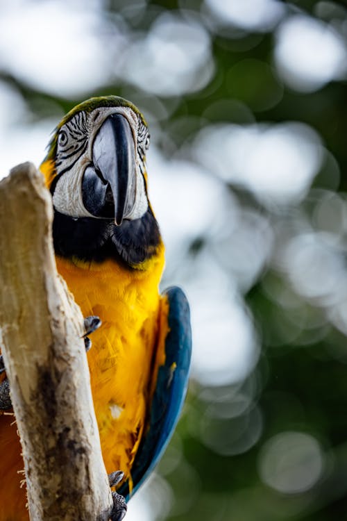 Close up of a Macaw
