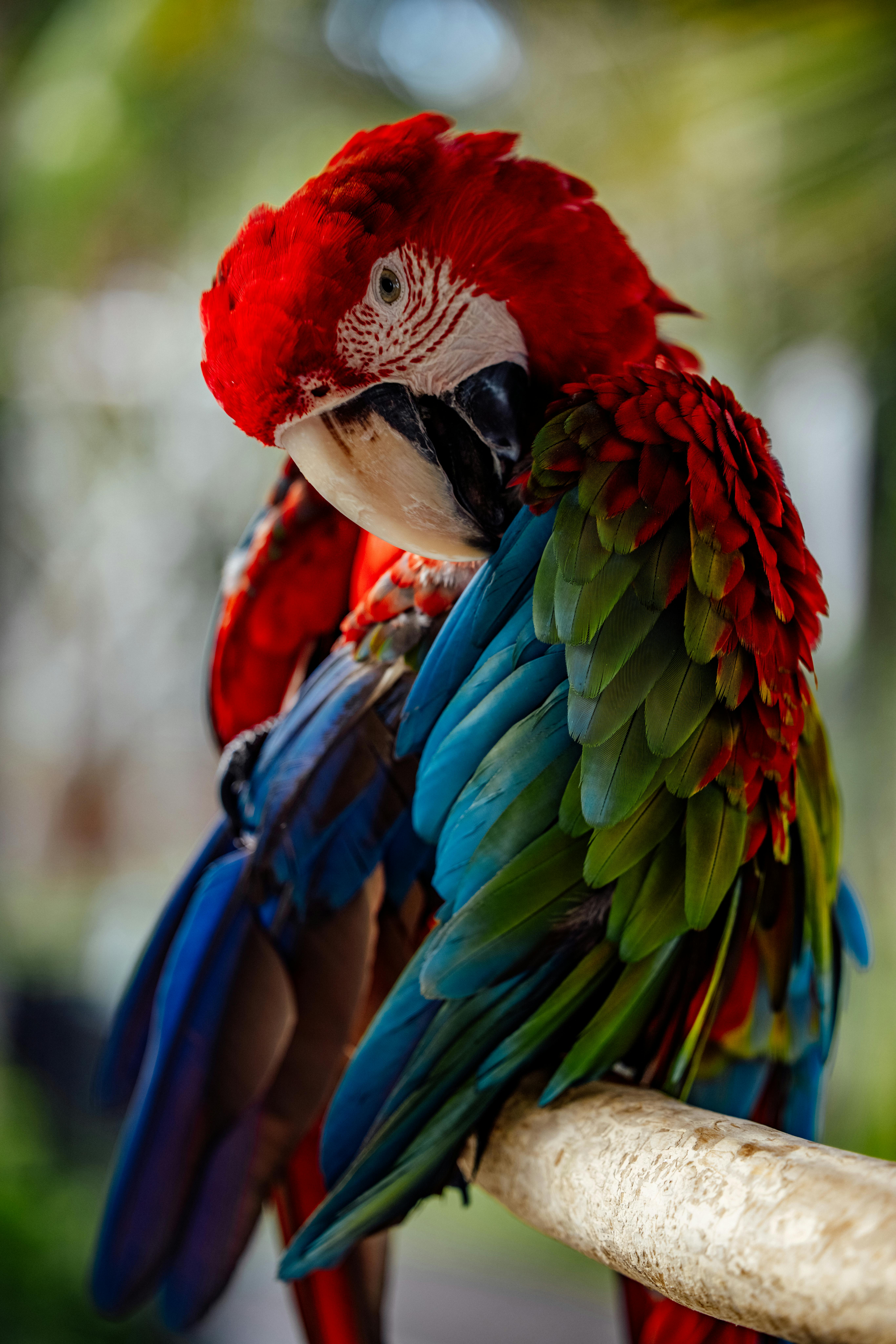 Vẹt Macaw Nam Mỹ  Đặc Điểm Giống Loài Cách Nuôi  Chăm Sóc