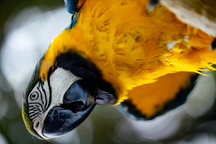 Close Up Of Parrot