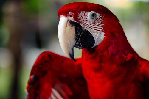Free Stunning close-up of a vibrant scarlet macaw with detailed feathers and open wings. Stock Photo