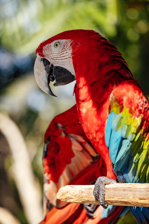 Amerika papağanı, ara, dikey atış içeren Ücretsiz stok fotoğraf