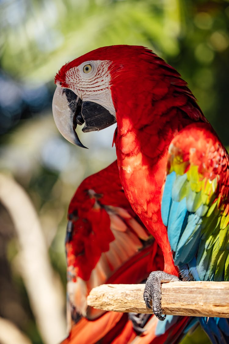 Photo Of The Red Ara Parrot