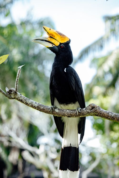 Free Majestic rhinoceros hornbill perched on a branch in its natural tropical surroundings, showcasing its striking features. Stock Photo