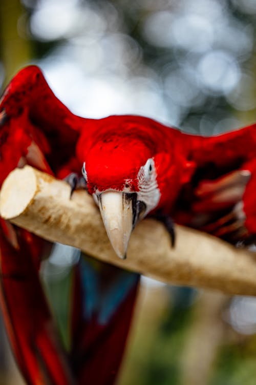 A Scarlet Macaw Perched o Tree Branch