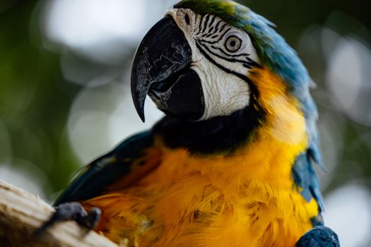 Free stock photo of animal, avian, beak