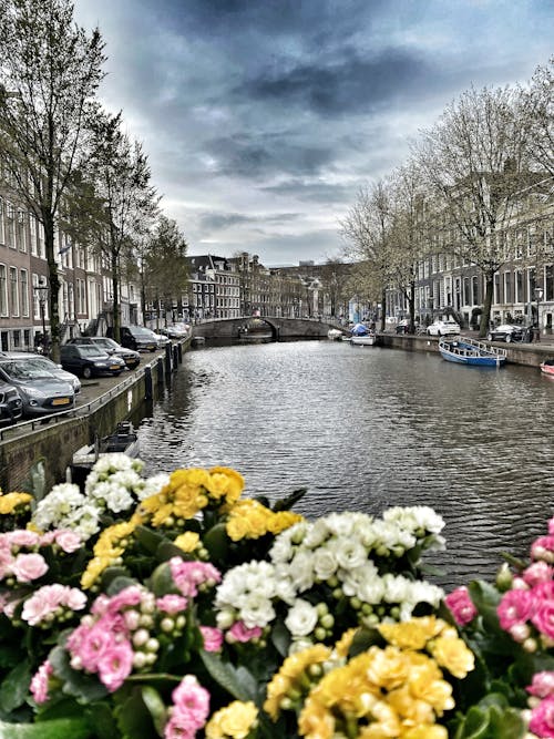 Foto d'estoc gratuïta de amsterdam, aparcat, arbres