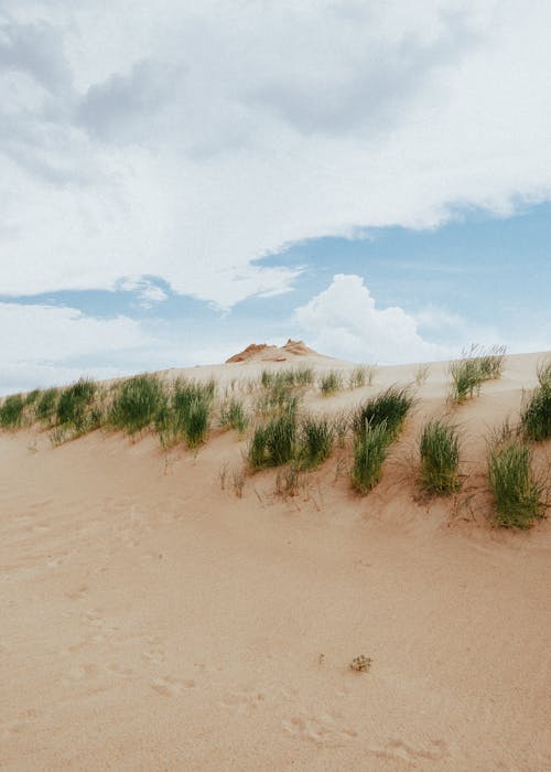 Sand Dunes with Grass