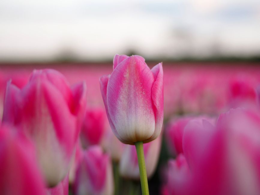 Como Cultivar a Criatividade no Dia a Dia: Dicas Práticas 2 Close-up of vivid pink tulips blooming in a field, creating a vibrant spring scene.
