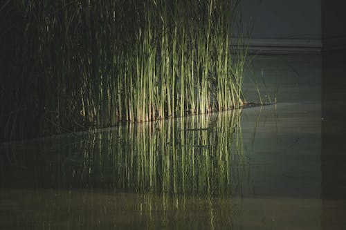 Free Бесплатное стоковое фото с абстрактный, бассейн, болото Stock Photo