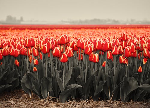 Foto stok gratis bidang, bidang bunga, bunga merah