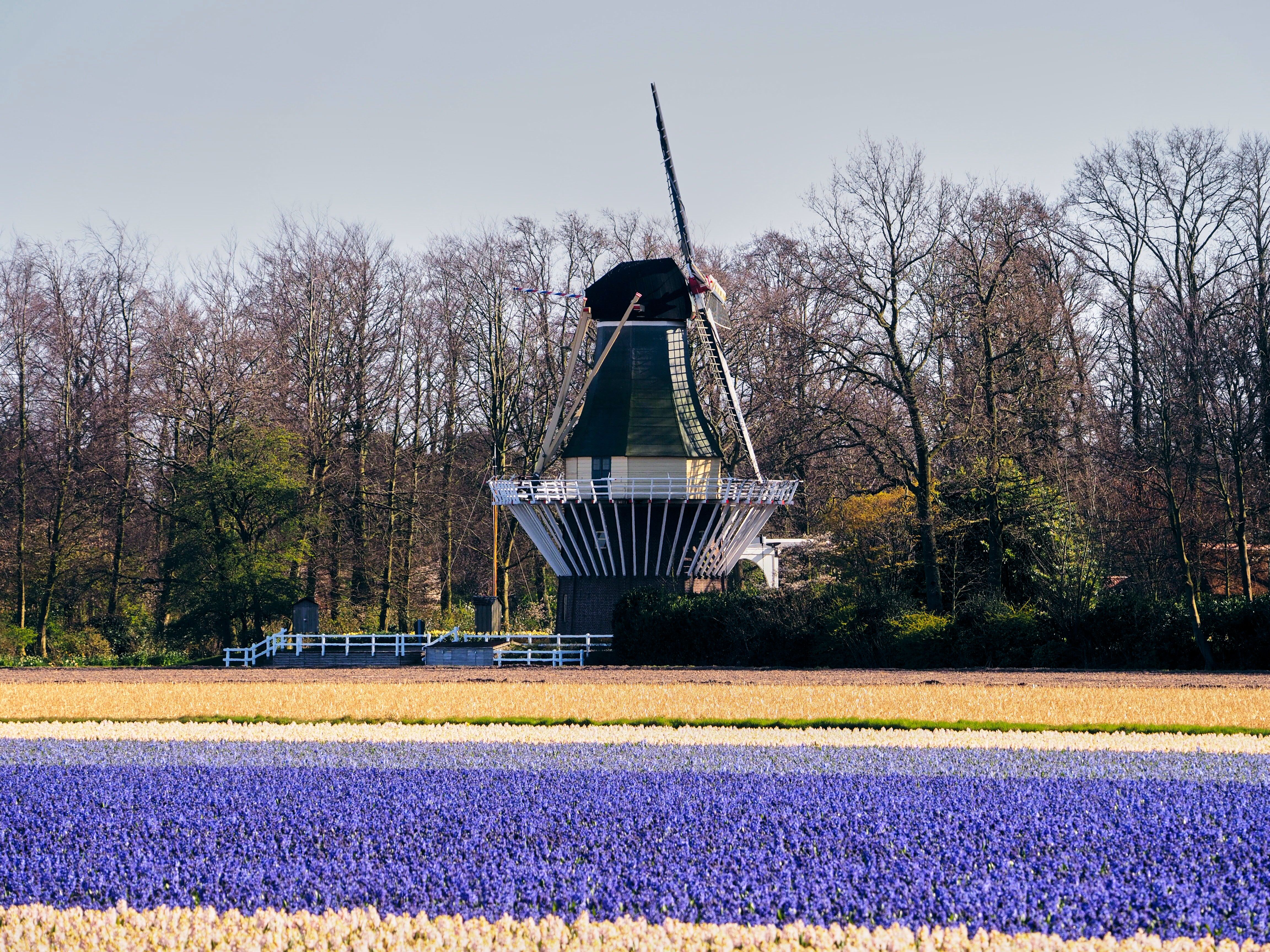 Windmill near the Lavender Field · Free Stock Photo