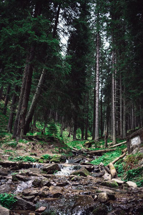 бесплатная Ручей в лесу Стоковое фото