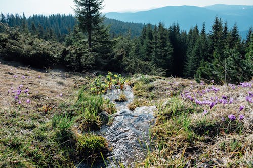 Free stock photo of adventure, earth, flower