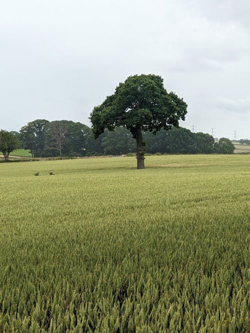 View of a Field