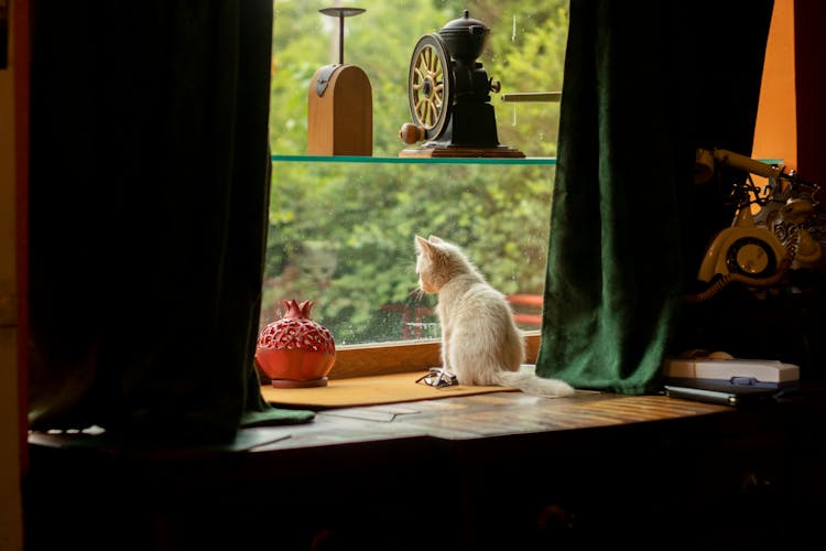 White Cat Sitting On A Wooden Desk