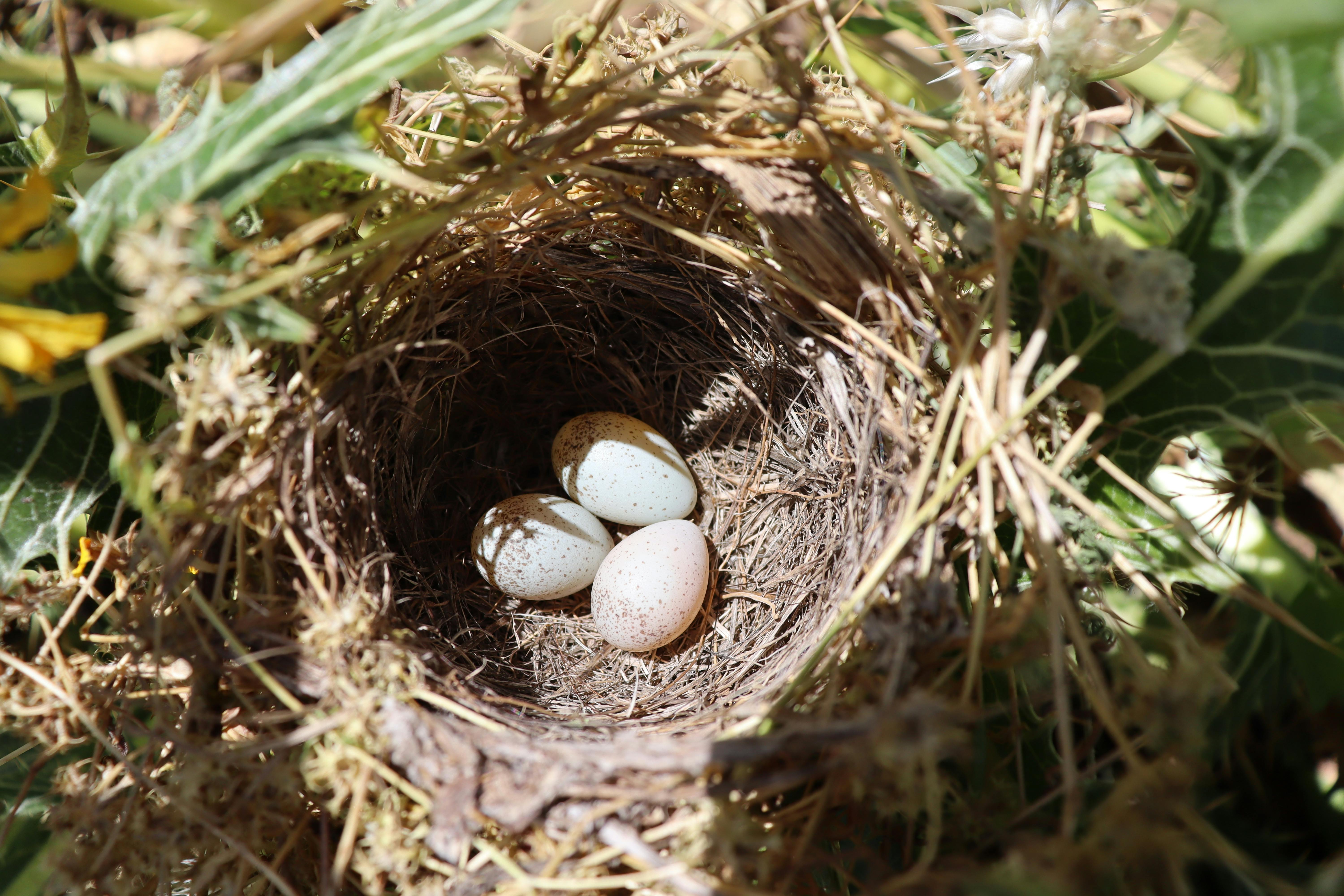 Close-up of a nest with three speckled eggs surrounded by greenery in a natural setting.
