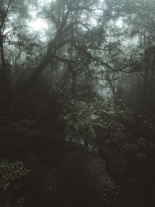 View of a Foggy, Dense and Dark Forest