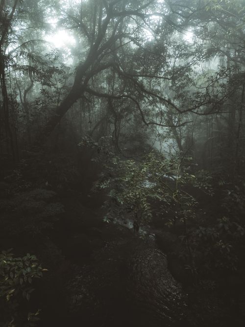 Free A dense, misty forest in Teresópolis, Brazil, offering a dark and tranquil atmosphere. Stock Photo