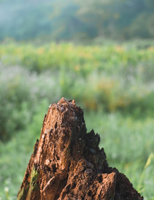 Close-up of Broken Tree Trunk on a Meadow 