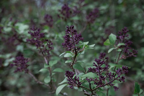 Purple Flowers in Close-up Shot