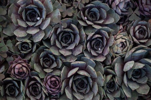 Close-up shot of lush green and purple succulents in bloom, showcasing nature's intricate patterns.