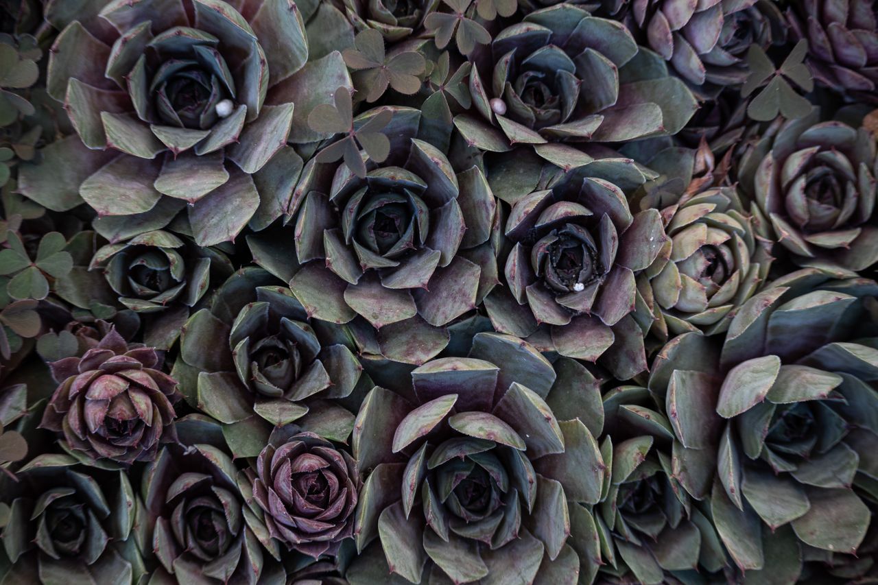 close up shot of lush green and purple succulents in bloom showcasing