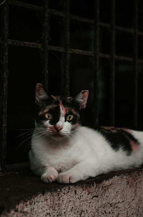 Free Close-up of a calico cat resting by iron bars, showcasing its calm demeanor and striking fur pattern. Stock Photo