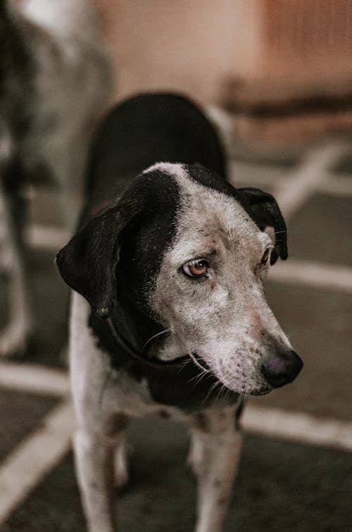 Free Black and White Short Coat Medium Sized Dog Stock Photo