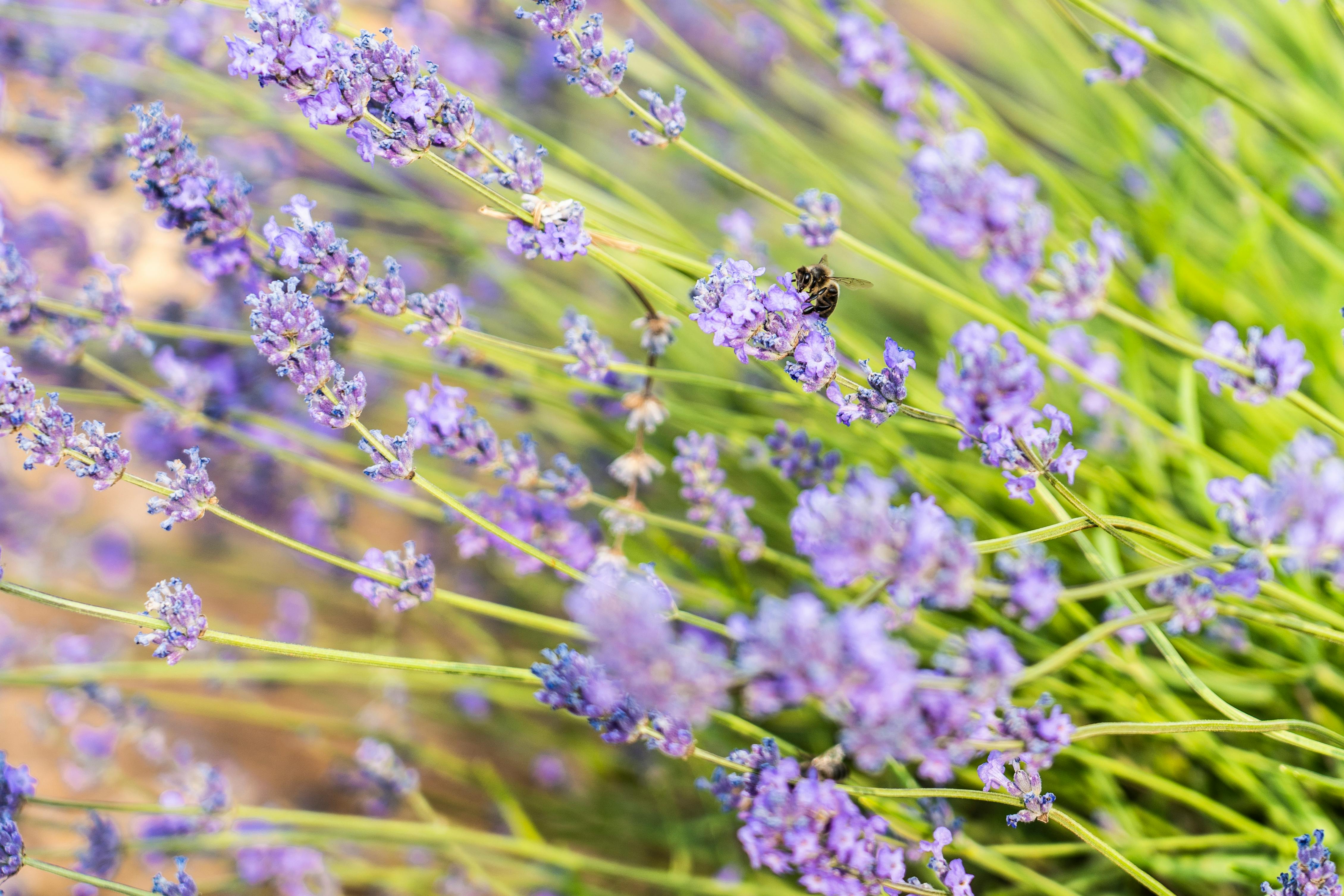 Free Stock Photo Of Espliego, Flower, Lavanda