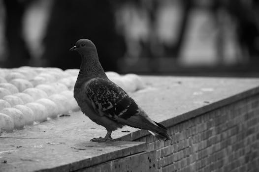 Black and white photo of a pigeon perched on a concrete ledge with blurred background.